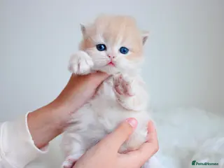 British Shorthair cats Lilac Chinchilla Longhair Boy - Advert 7