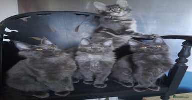 Maine Coon cats - Advert 2