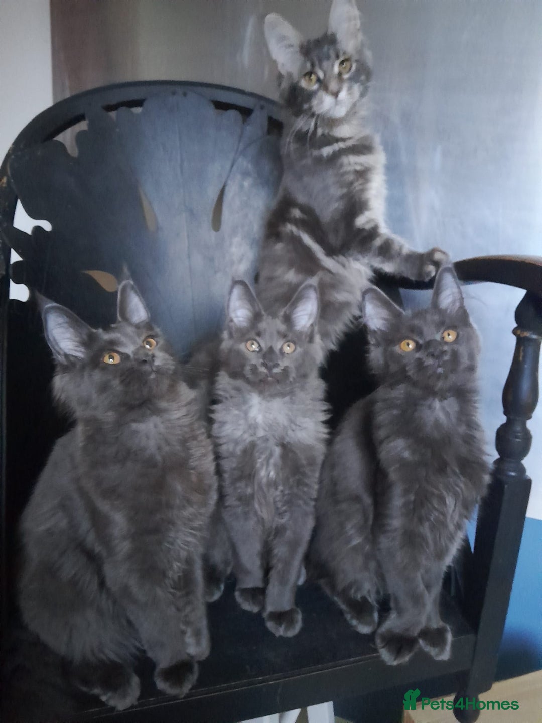 Maine Coon cats for sale: TICA 3 pedigree 3 girls 1 boy blue smoke/tabby - Image 2