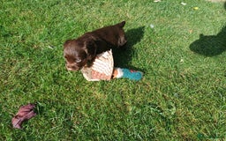 Cocker Spaniel dogs for sale: Working cocker spaniel pups  - Image 12