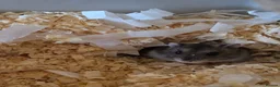 Hamster rodents for sale: Russian Dwarf Hamster in Birmingham - Advert 3