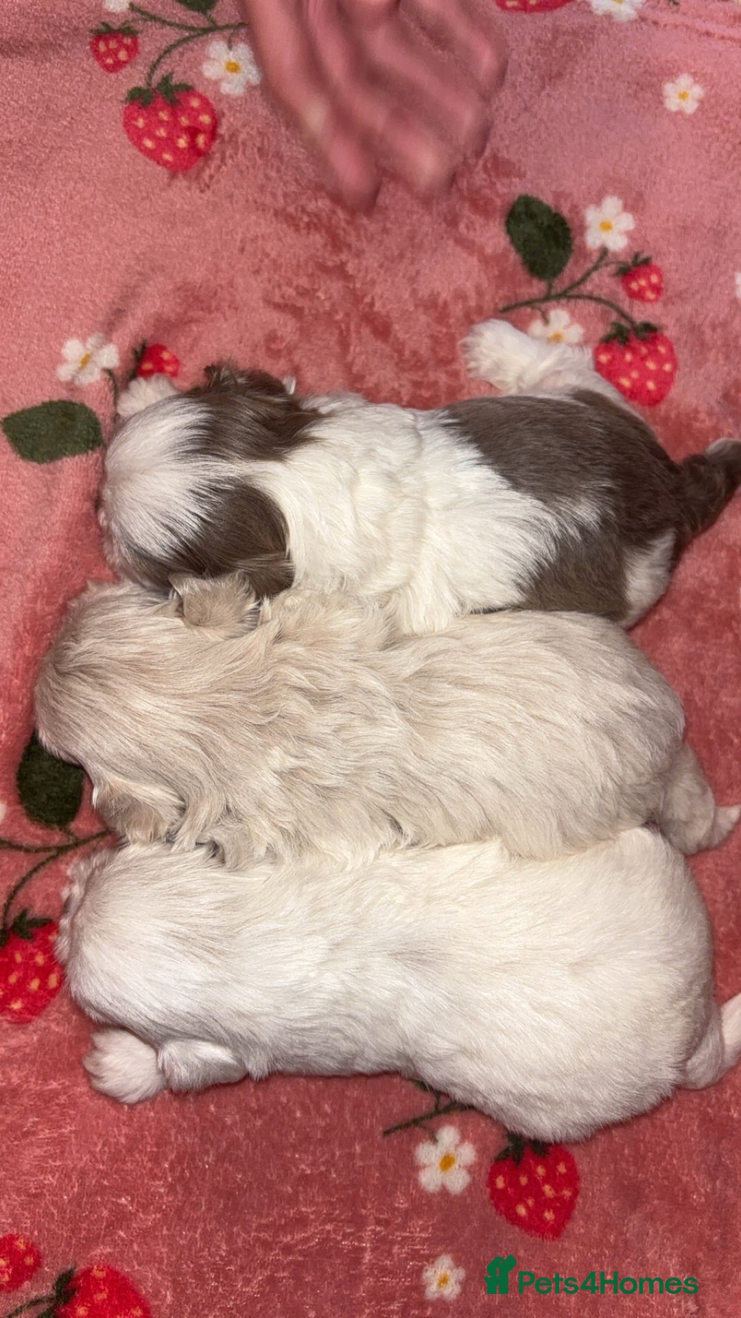Shih Tzu dogs for sale: Beautiful Shih Tzu puppies - Advert 2