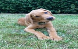 Labrador Retriever dogs for stud: 3 year old Fox Red Labrador Stud KC Registered  in Henley-on-Thames - Image 9