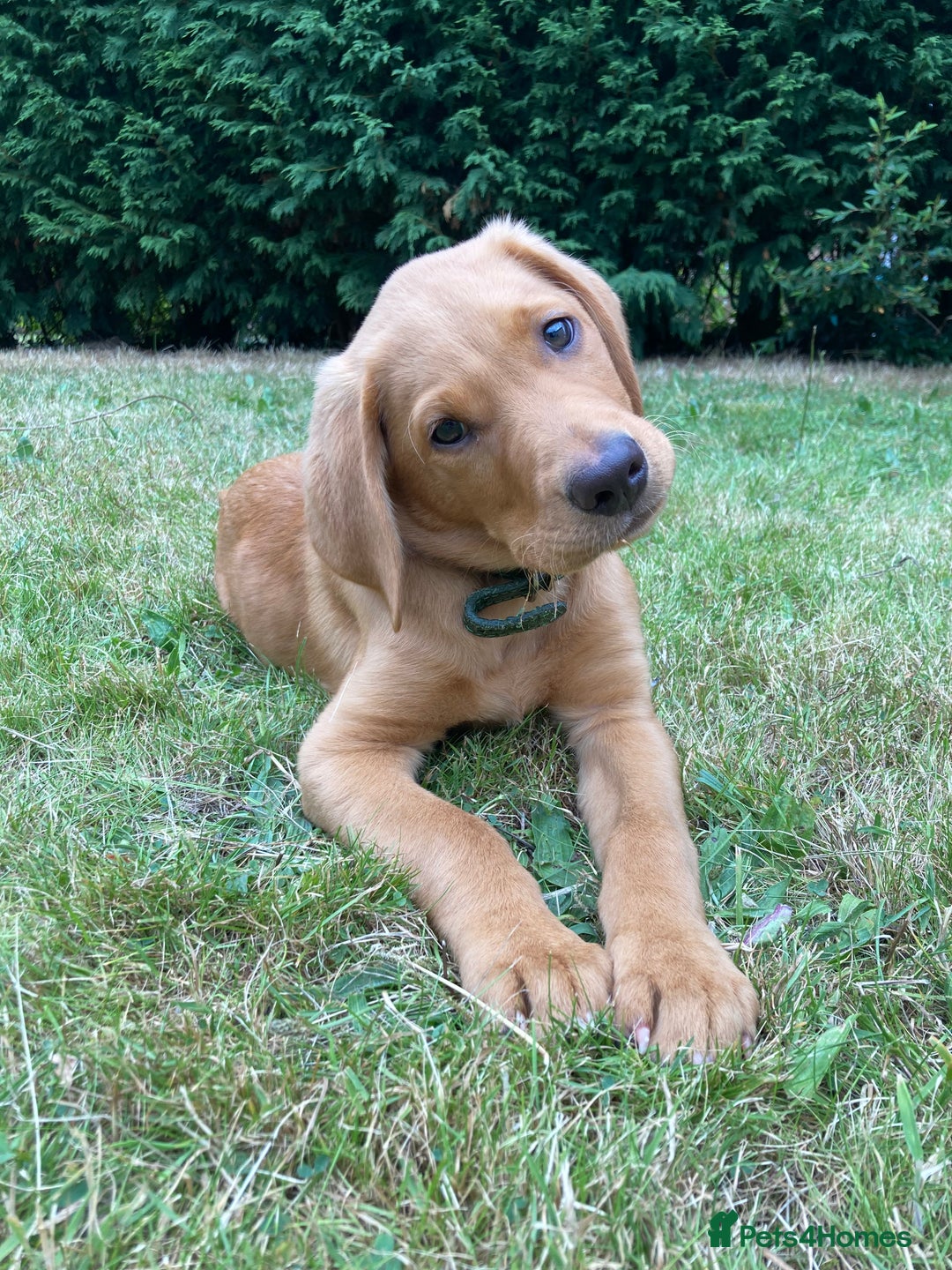 Labrador Retriever dogs for stud: 3 year old Fox Red Labrador Stud KC Registered  in Henley-on-Thames - Image 9