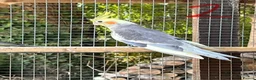 Cockatiels birds for sale: Cockatiels - Advert 3