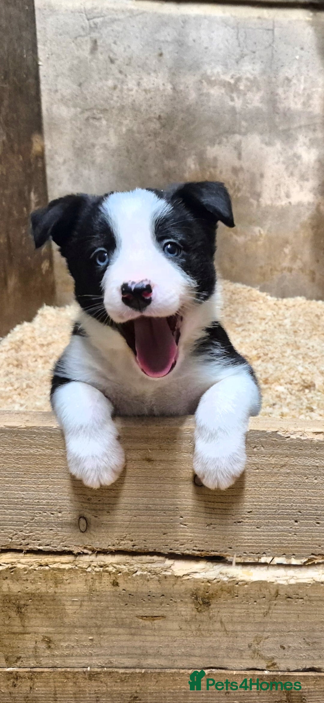 Border Collie dogs ISDS registered border collie pups - Advert 7