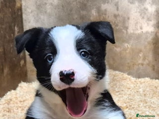 Border Collie dogs ISDS registered border collie pups - Advert 17