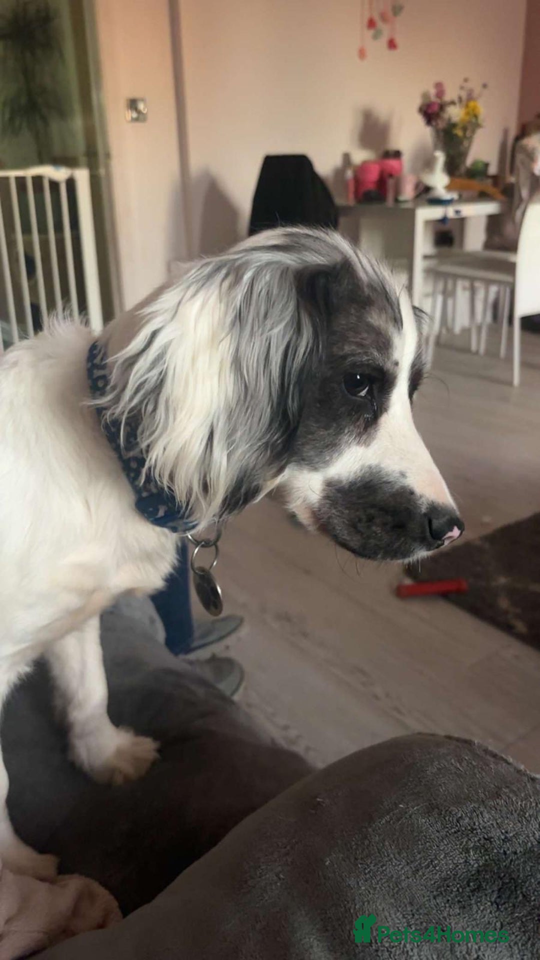 Cocker Spaniel dogs for sale: 2 Male Merle Cocker Spaniels - Image 5