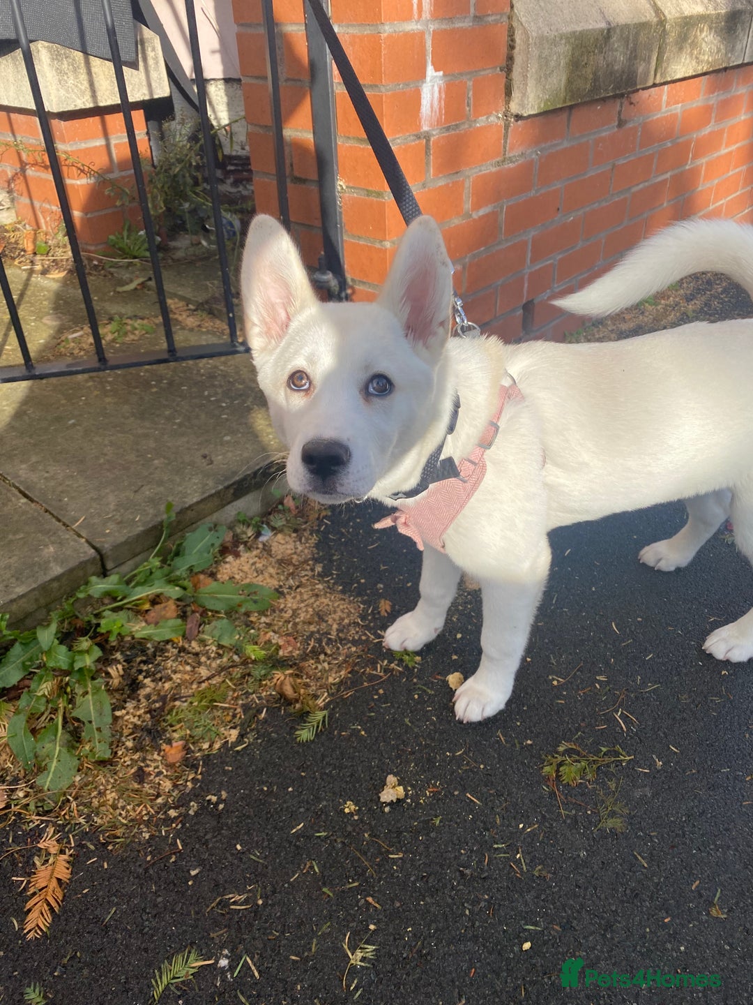 Siberian Husky dogs for sale: Husky for sale - Advert 2