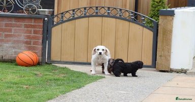 Cavapoochon dogs - Advert 13