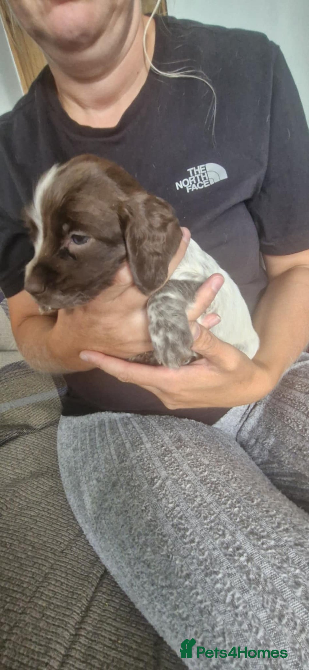 Sprocker dogs for sale: Sprocker puppies  - Image 4