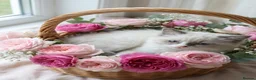 Ragdoll cats for sale: Beautiful Ragdoll kittens - Advert 4