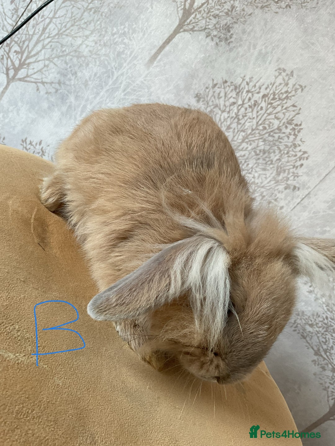 Mixed Breed rabbits for sale: 6 fluffy bunnies in Goole - Image 5