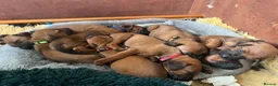 Rhodesian Ridgeback dogs for sale: Rhodesian Ridgeback Puppies - Advert 14