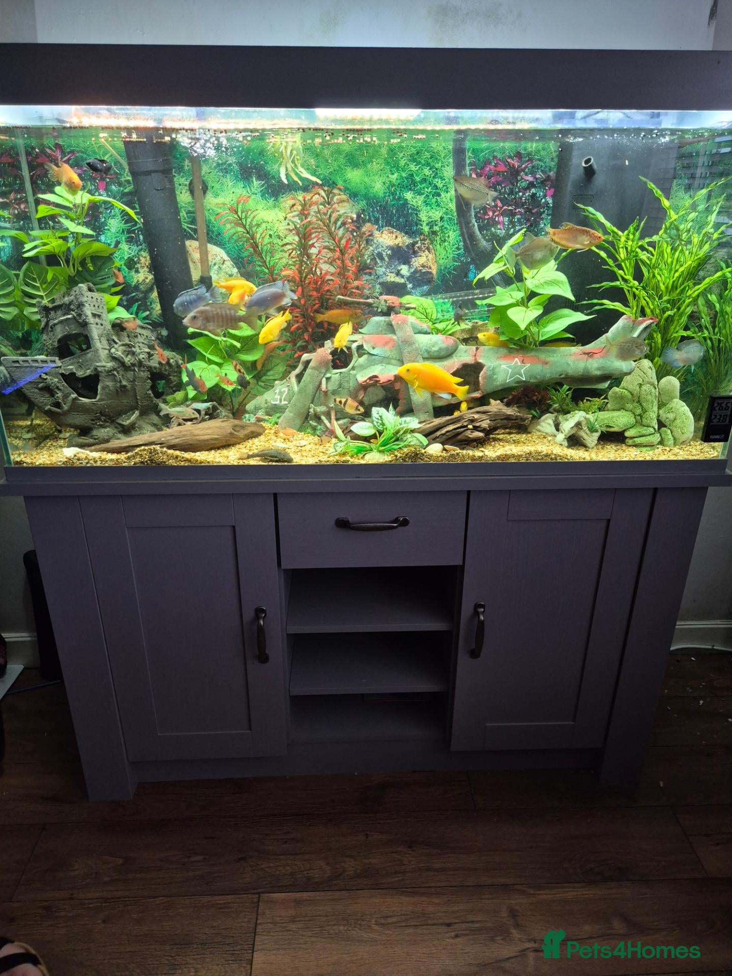 Other/Mixed Breed fish Tony  - Advert 11