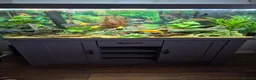 Other/Mixed Breed fish for sale: Tony  in Saint Helens - Advert 1