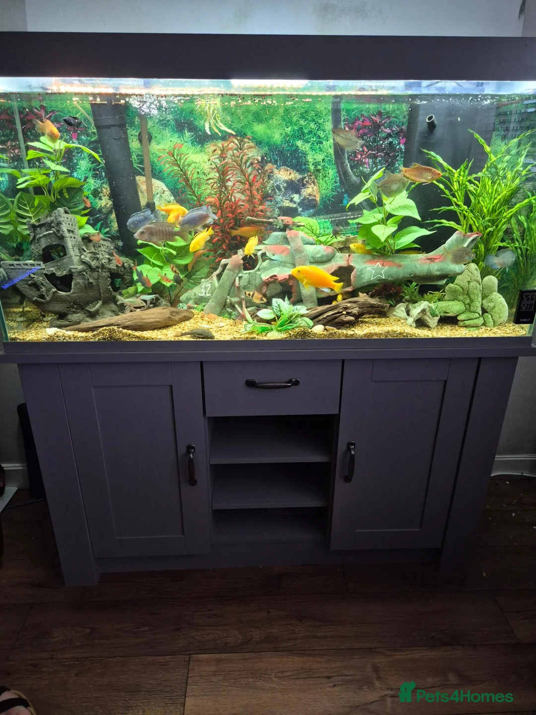 Other/Mixed Breed fish for sale: Tony  in Saint Helens - Advert 1