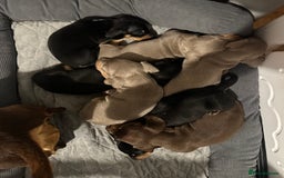 Dachshund dogs for sale: Stunning litter of Dachshund puppies 🌈🥰 - Image 5