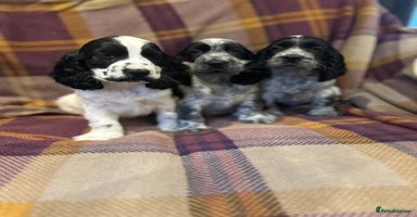 Cocker Spaniel dogs - Advert 8