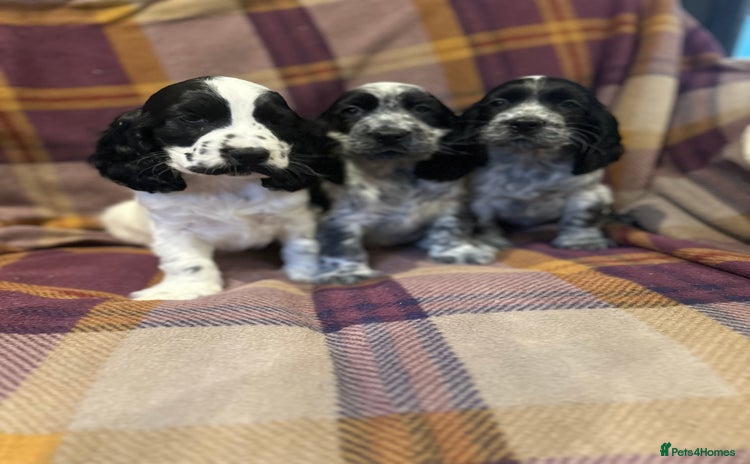 Cocker Spaniel dogs - Advert 14