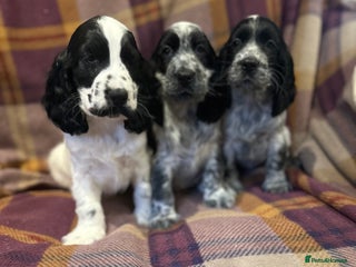 Cocker Spaniel dogs - Advert 3
