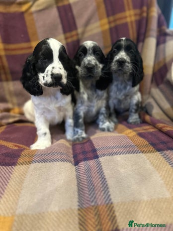 Cocker Spaniel dogs - Advert 8