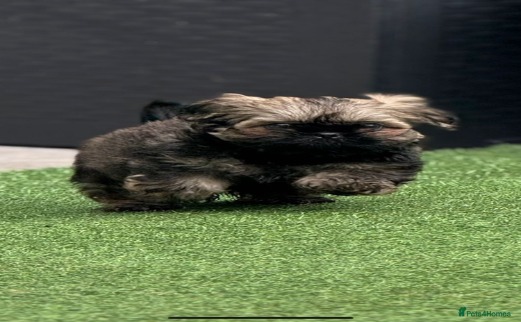 Shih Tzu dogs - Advert 15