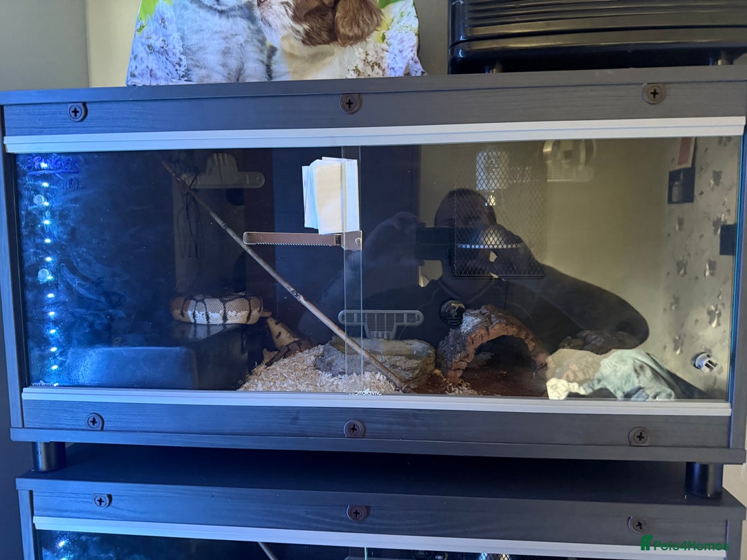 Python Snake reptiles for sale: CB23 bumblebee ball python (spider) - Image 5