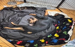 Mixed Breed dogs for sale: Beautiful Rottweiler x bullmastiff puppies - Image 10