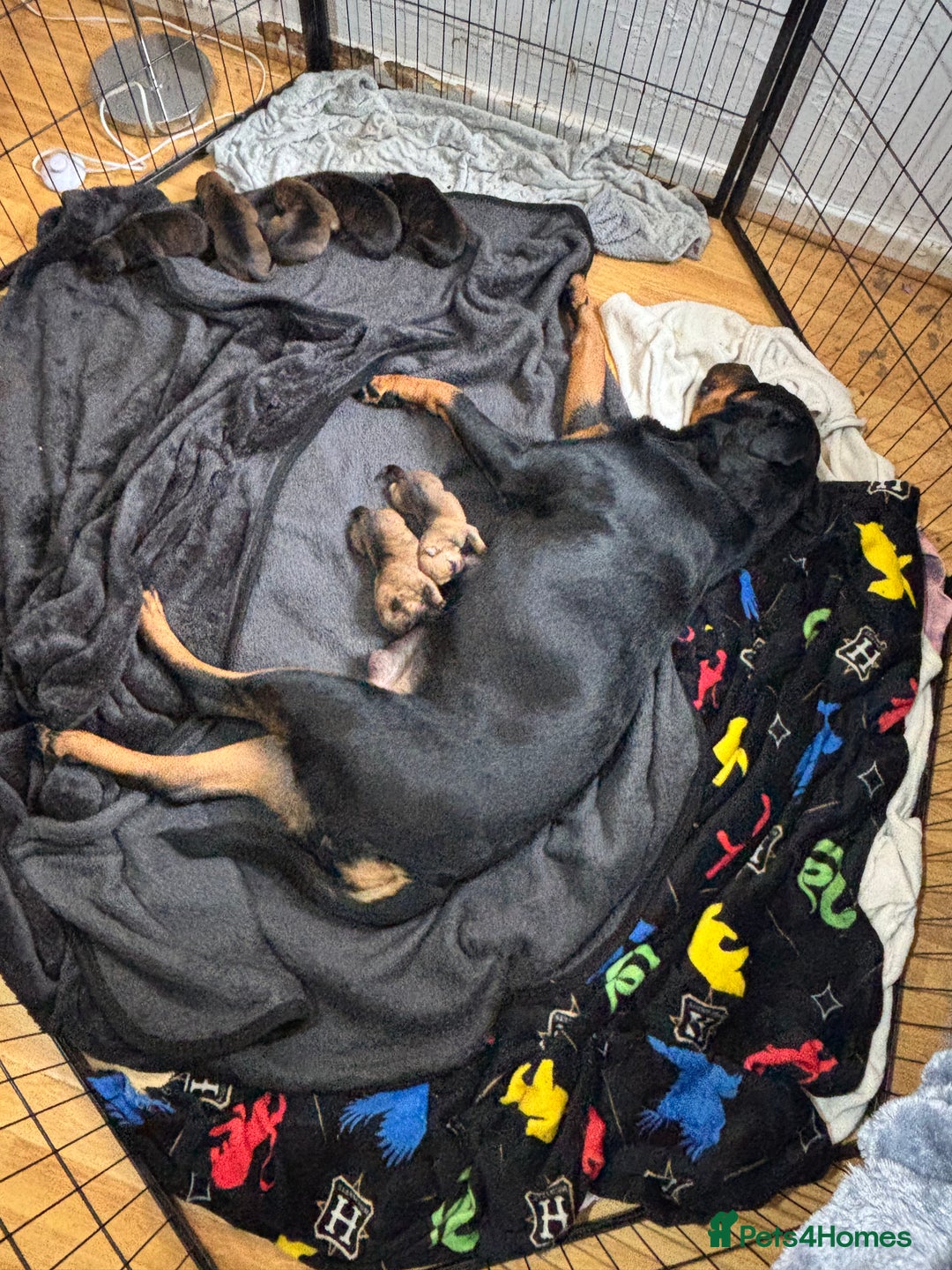 Mixed Breed dogs for sale: Beautiful Rottweiler x bullmastiff puppies - Image 10