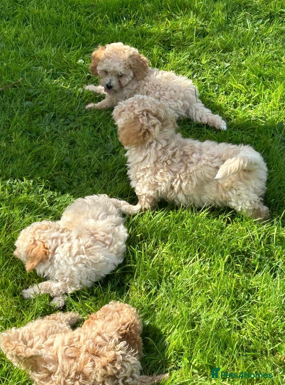 Poochon dogs for sale: Beautiful F1 Poochon puppies  - Advert 6