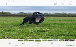 Mixed Breed dogs for sale: Mr pickle - Image 14