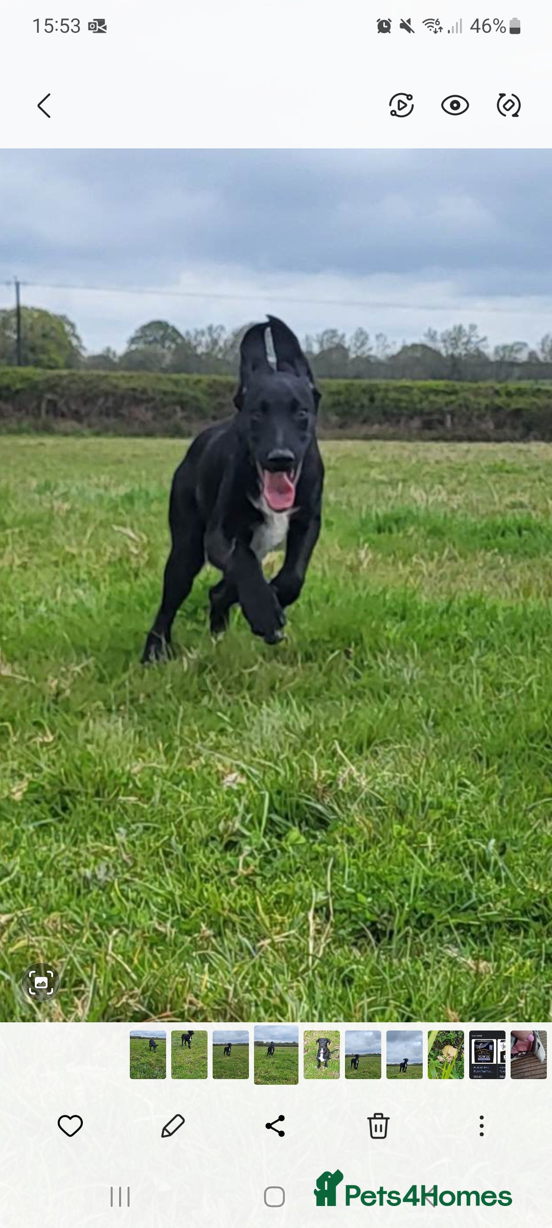 Mixed Breed dogs for sale: Mr pickle - Image 14
