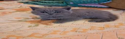 British Shorthair cats for sale: Top Quality purebreed BSH kittens - Advert 8
