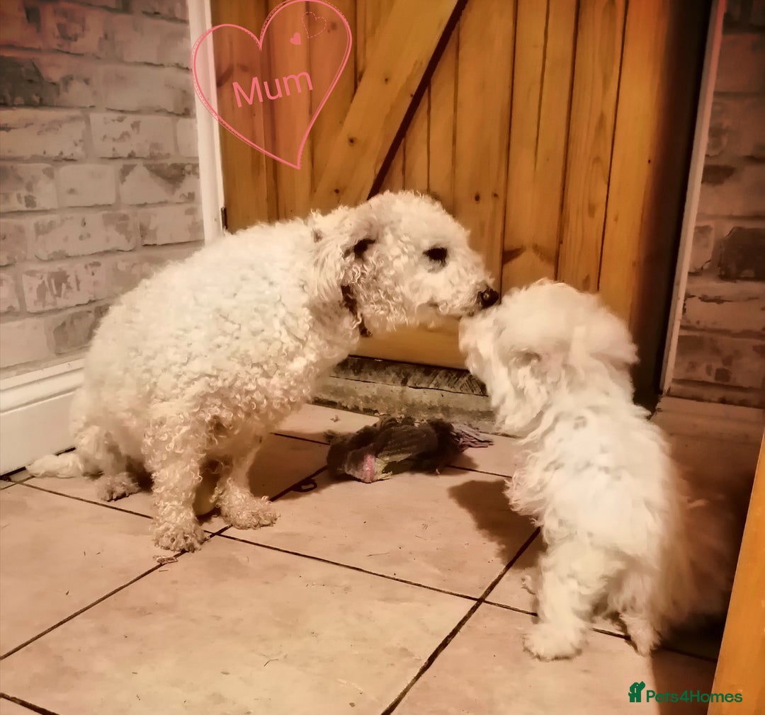 Bichon Frise dogs for sale: BICHON FRISE - Advert 2