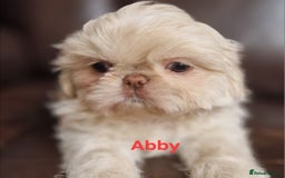 Shih Tzu dogs for sale: 6 Snow White Shih Tzu Pups.  - Image 7