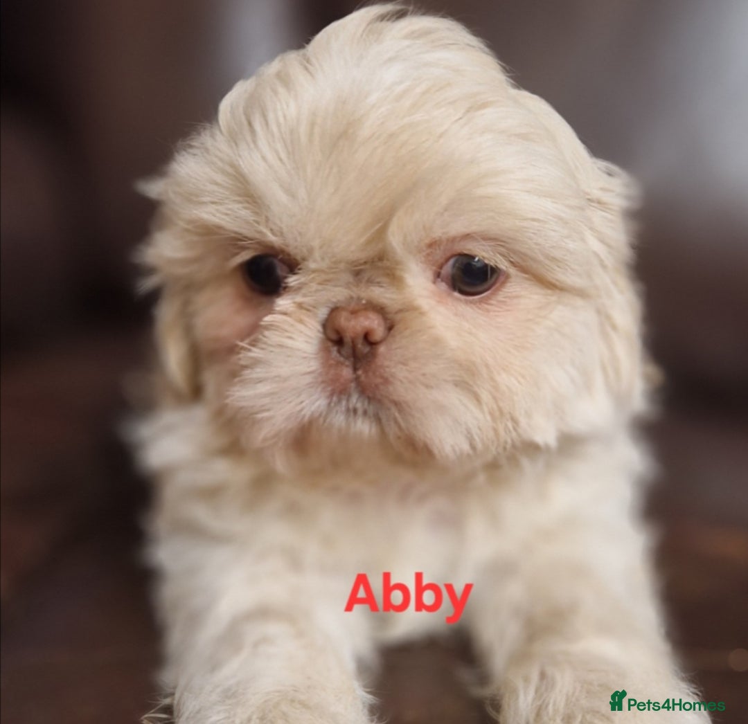 Shih Tzu dogs for sale: 6 Snow White Shih Tzu Pups.  - Image 7