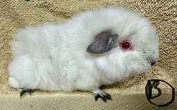 Guinea Pig rodents for sale: Various Gorgeous Guinea Pigs Available - Advert 9