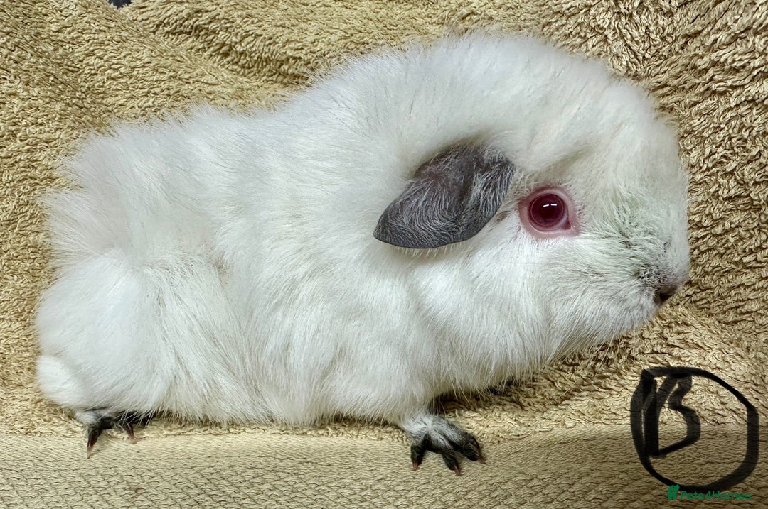 Guinea Pig rodents for sale: Various Gorgeous Guinea Pigs Available - Advert 9