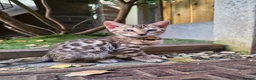 Bengal cats for sale: Pure Pedigree Bengal Kittens – 3 Boys, 2 Girls - Advert 12