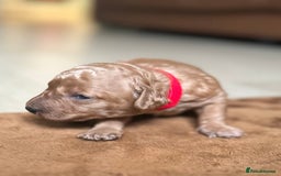Toy Poodle dogs for sale: Red & black toy poodles  - Image 5