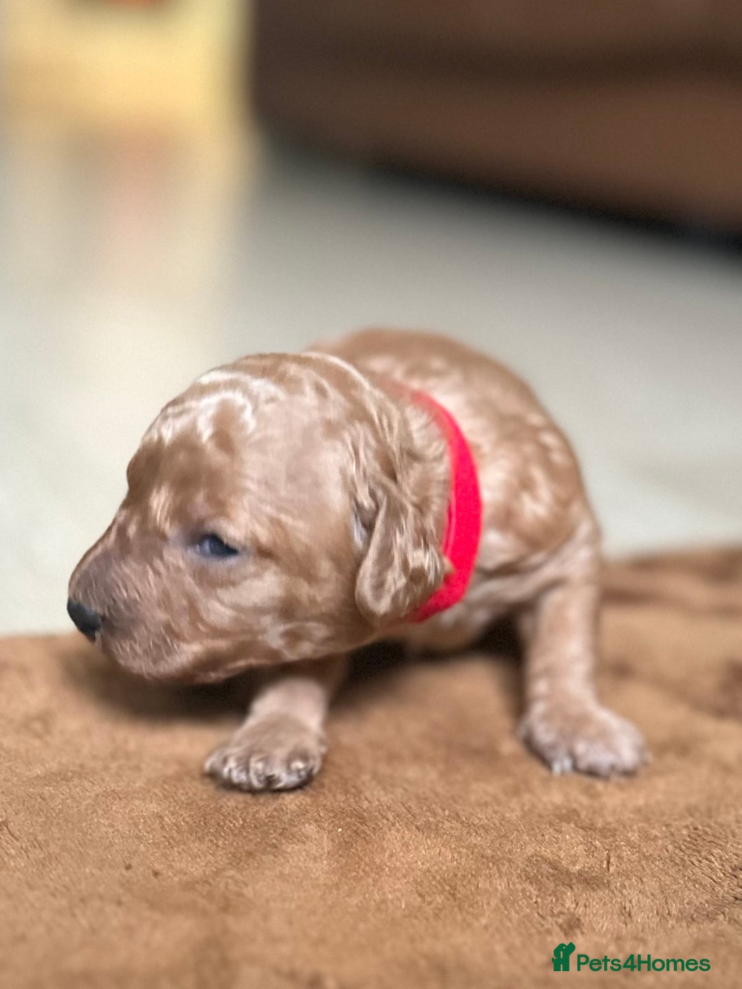 Toy Poodle dogs for sale: Red & black toy poodles  - Image 5