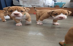 Olde English Bulldogge dogs for sale: READY NEXT WEEK! - OEB Puppies NEBBR ✅ 3rd Gen - Image 19
