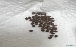 Stick Insects invertebrates for sale: Indian Stick Insect (Carausius Morosus) - Image 3