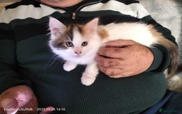 British Longhair cats for sale: ADORABLE DOG AND HOOVER PROOF KITTENS - Image 14