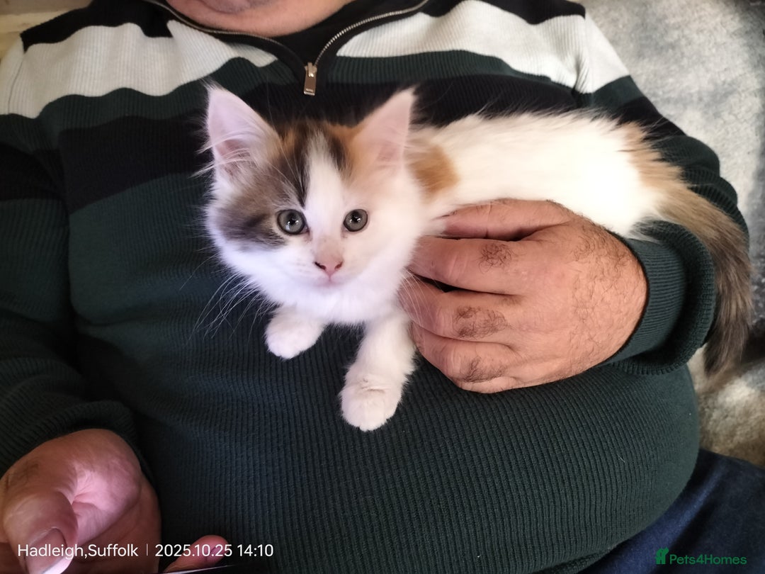 British Longhair cats for sale: ADORABLE DOG AND HOOVER PROOF KITTENS - Image 14
