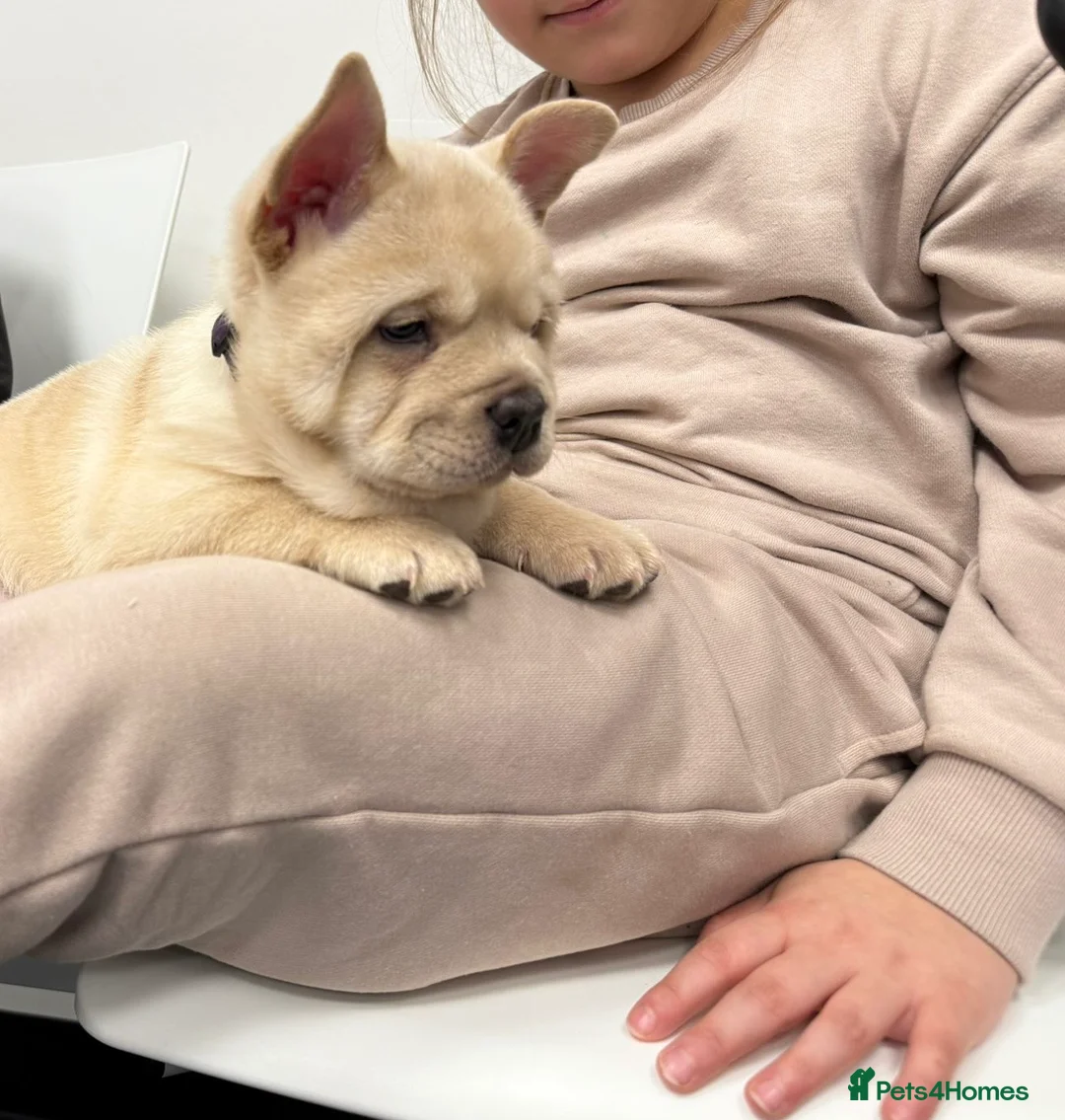 Mixed Breed dogs for sale: French chow puppies  - Advert 3