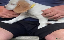 Cocker Spaniel dogs for sale: Cocker Spaniels, working type, KC reg, DNA clear - Image 25