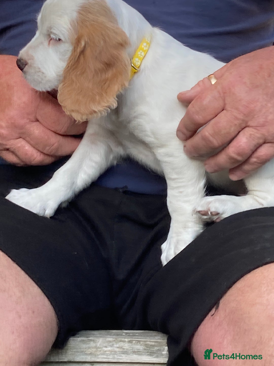 Cocker Spaniel dogs for sale: Cocker Spaniels, working type, KC reg, DNA clear - Image 25