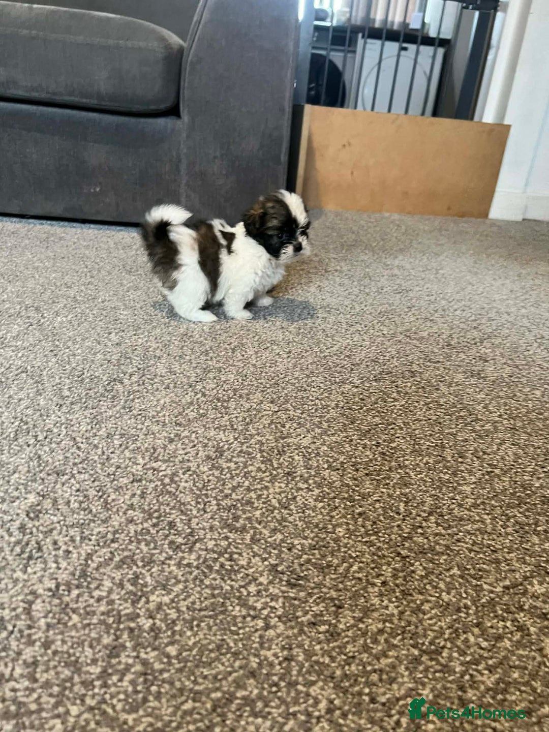 Zuchon dogs for sale: Bichon x Westie x Shih zu  - Advert 17